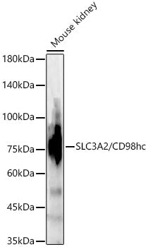 [KD Validated] SLC3A2/CD98hc Rabbit pAb