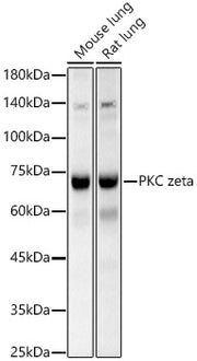 PKC zeta Rabbit pAb