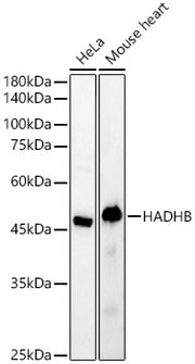 HADHB Rabbit pAb