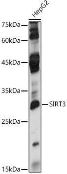 [KO Validated] SIRT3 Rabbit pAb