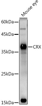CRX Rabbit pAb