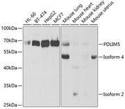 PDLIM5 Rabbit pAb