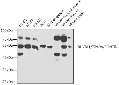 RUVBL1/TIP49A/PONTIN Rabbit pAb