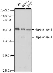 Heparanase 1 Rabbit pAb