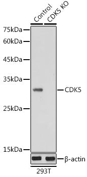 [KO Validated] CDK5 Rabbit pAb
