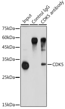 [KO Validated] CDK5 Rabbit pAb