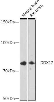 DDX17 Rabbit mAb