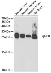 QDPR Rabbit pAb