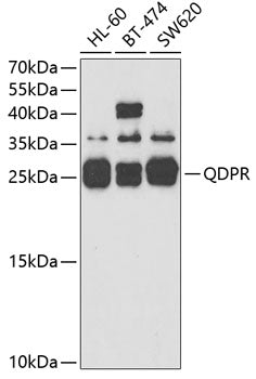QDPR Rabbit pAb