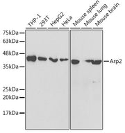 Arp2 Rabbit pAb