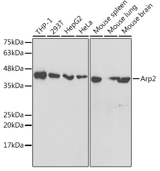 Arp2 Rabbit pAb