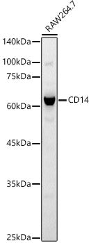 CD14 Rabbit pAb