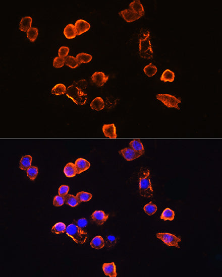 CD14 Rabbit pAb
