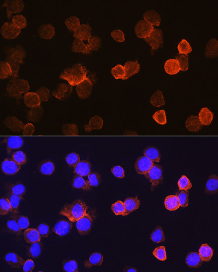 CD14 Rabbit pAb