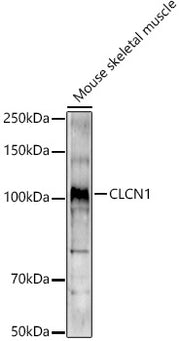 CLCN1 Rabbit pAb