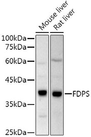 FPS/FDPS Rabbit pAb