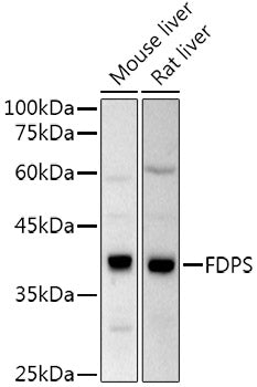 FPS/FDPS Rabbit pAb