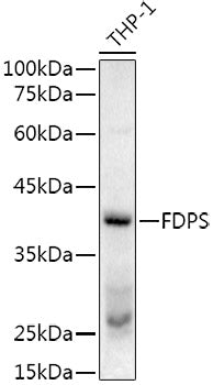 FPS/FDPS Rabbit pAb