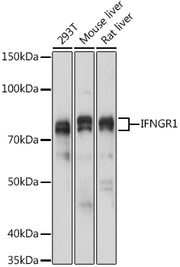 IFNGR1 Rabbit pAb