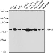 PSMA5 Rabbit pAb
