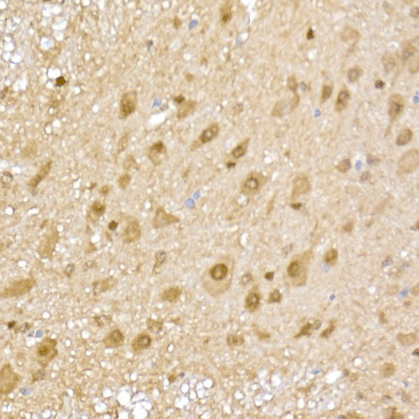 PSMA5 Rabbit pAb