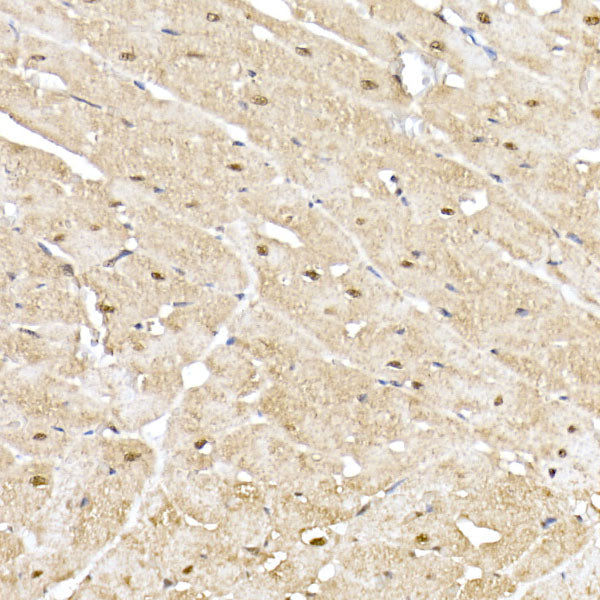 PSMA5 Rabbit pAb