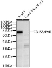 CD155/PVR Rabbit pAb