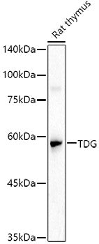 TDG Rabbit pAb
