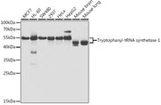 Tryptophanyl-tRNA synthetase 1 Rabbit pAb