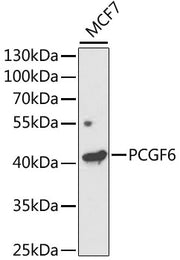 PCGF6 Rabbit pAb