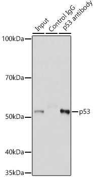 p53 Rabbit pAb