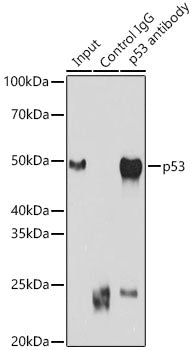 p53 Rabbit pAb