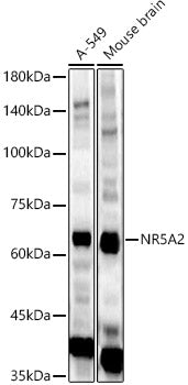 NR5A2 Rabbit pAb