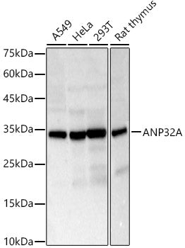 ANP32A Rabbit pAb