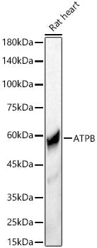 ATPB Rabbit pAb