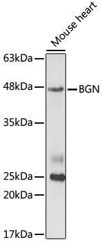 BGN Rabbit pAb