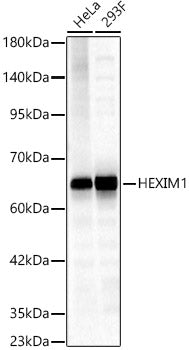 HEXIM1 Rabbit pAb