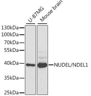 NUDEL/NDEL1 Rabbit pAb