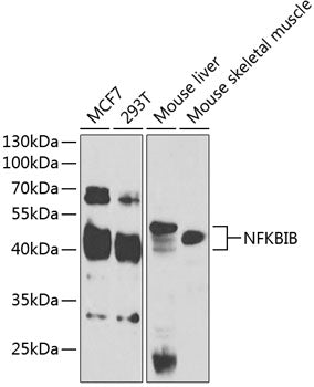 NFKBIB Rabbit pAb