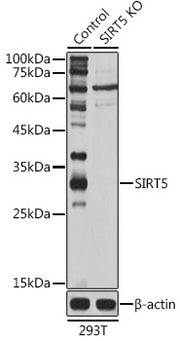[KO Validated] SIRT5 Rabbit pAb