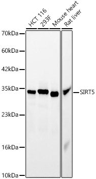 [KO Validated] SIRT5 Rabbit pAb