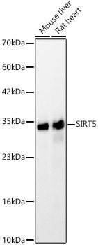 [KO Validated] SIRT5 Rabbit pAb