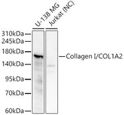 Collagen I/COL1A2 Rabbit pAb