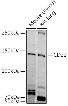 CD22 Rabbit pAb