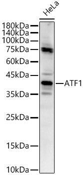 ATF1 Rabbit pAb