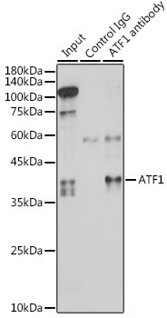 ATF1 Rabbit pAb