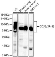 CD36 Rabbit pAb