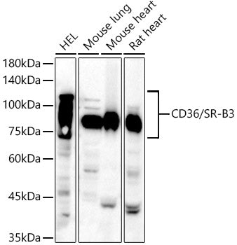CD36 Rabbit pAb