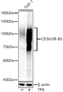 CD36 Rabbit pAb