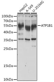 ATP1B1 Rabbit pAb